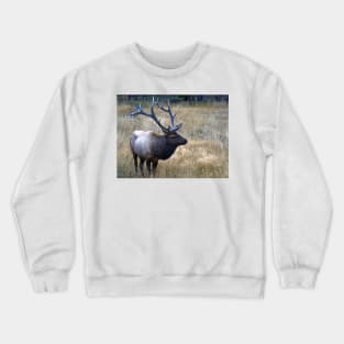 Bull Elk Crewneck Sweatshirt